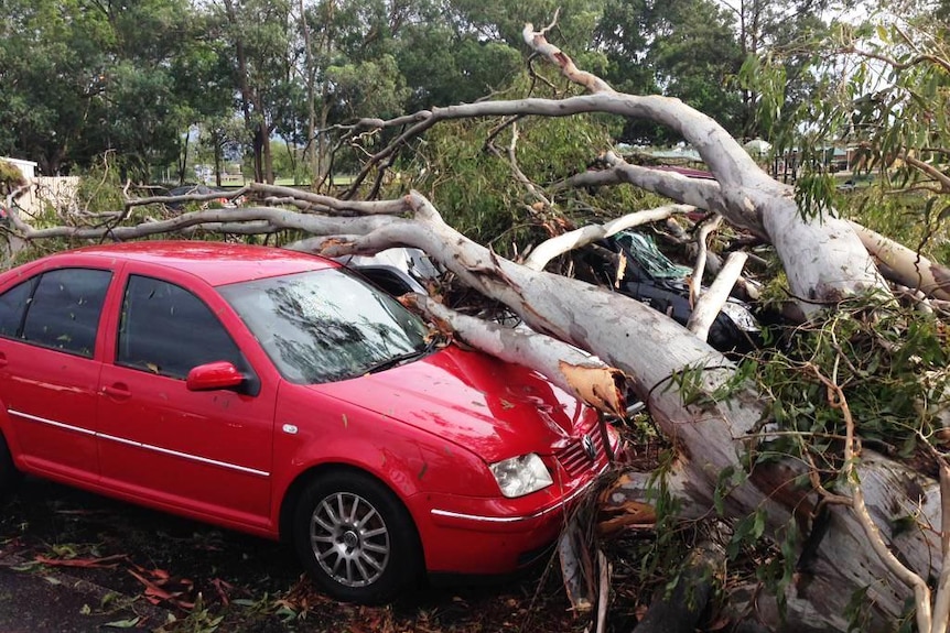 Car under fallen tree after Brisbane storm