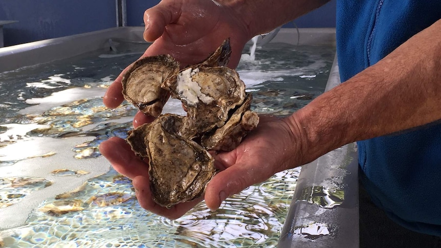 Rock Oysters from the Kalang River