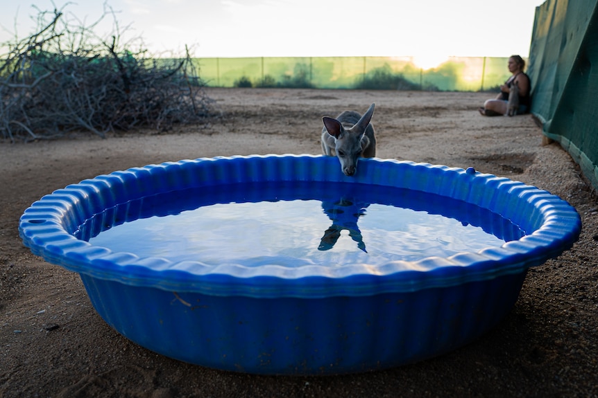 A joey drinks water out of a blue plastic pool. Woman sits against a green fence in the background.
