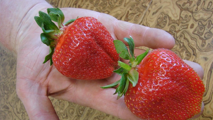 Tasmanian growers have their say on Korean strawberry imports