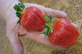 Tasmanian growers have their say on Korean strawberry imports
