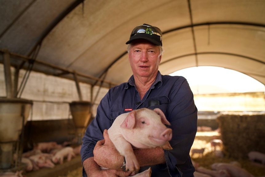 Farmer wearing blue shirt and cap holding a young pig in his arms.
