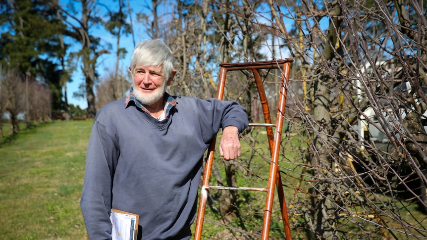 David Pickering standing next to apple trees in paddock, leaning on ladder