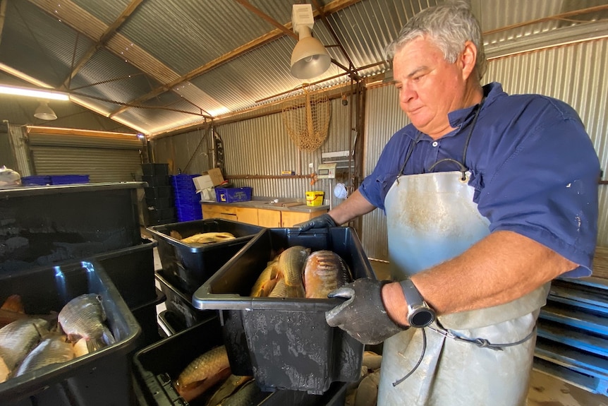 A man lifting a box of carp onto a table.