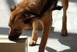 Robert Doyle said sniffer dogs may be used to stop illicit drugs entering hospitals.