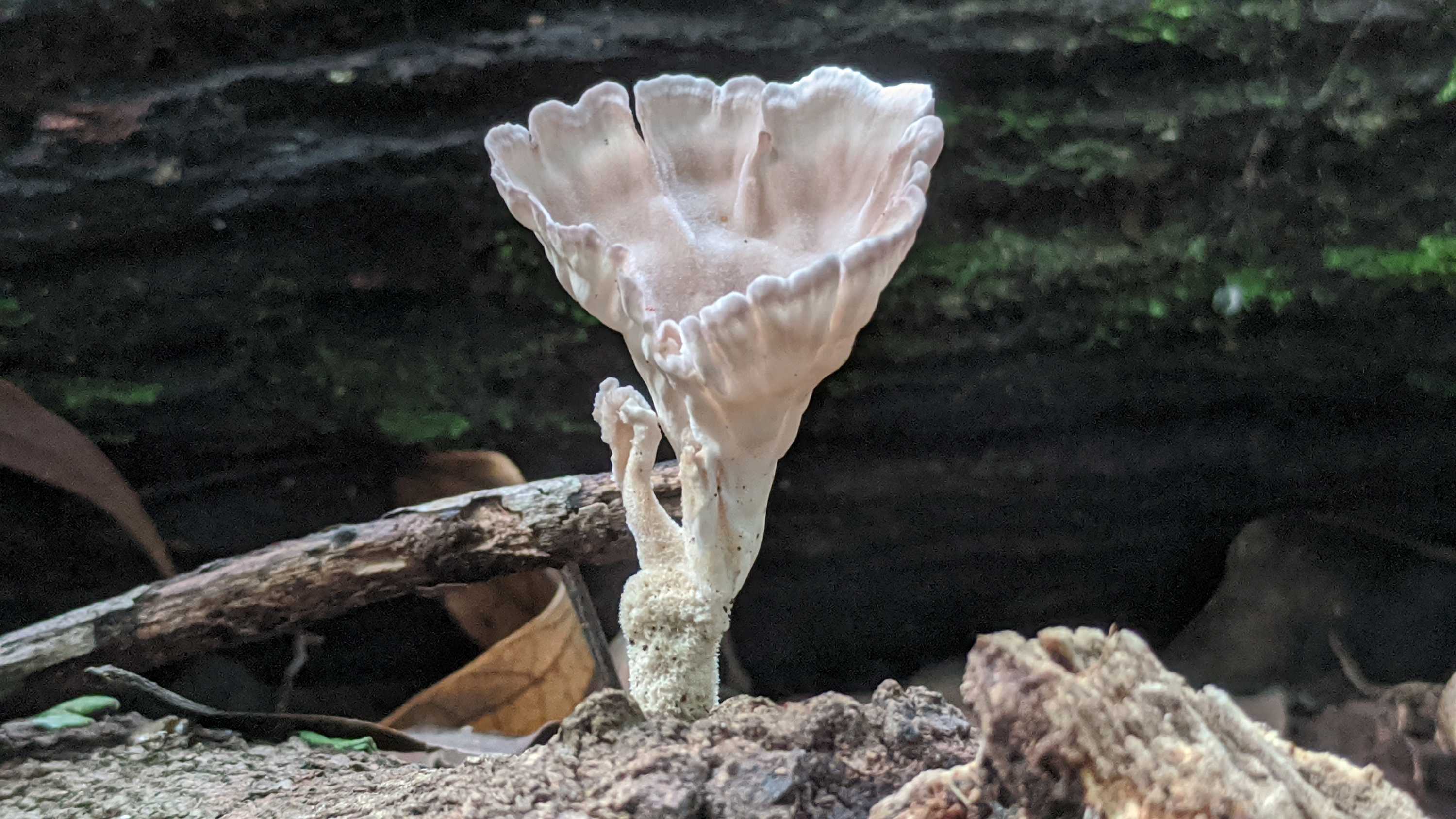 Fungi kingdom delights unlocked by Queensland's wet summer weather