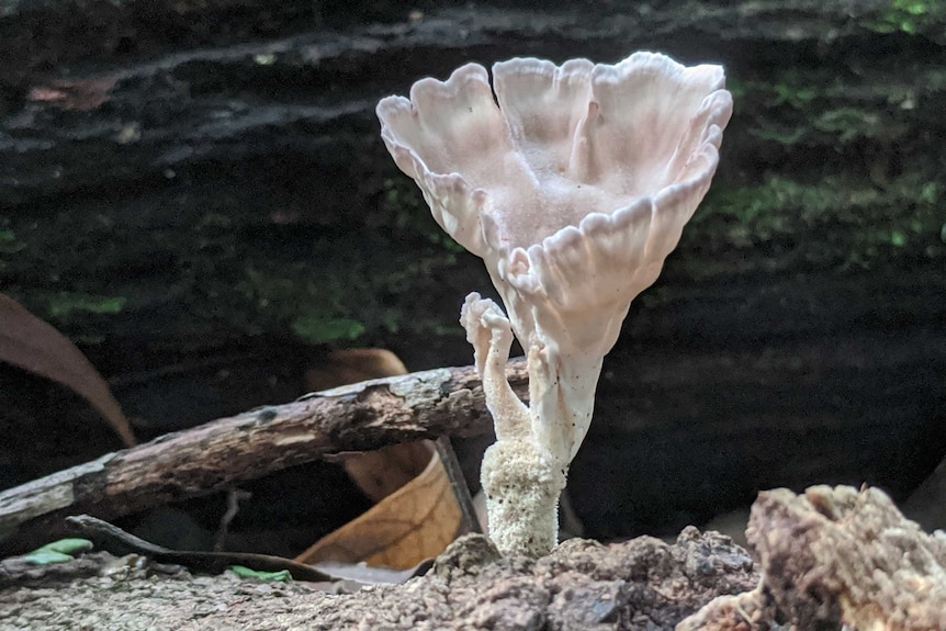 An ornate white fungus grows in a funnel shape with frilled edges.