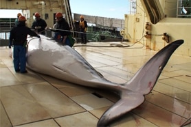 Japan Institute Cetacean Research takes measurements from an Antarctic minke whale from the 2016 whaling season