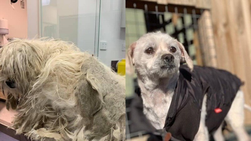 Tylo the dog when he surrendered with matted fur and after his makeover, July 2019