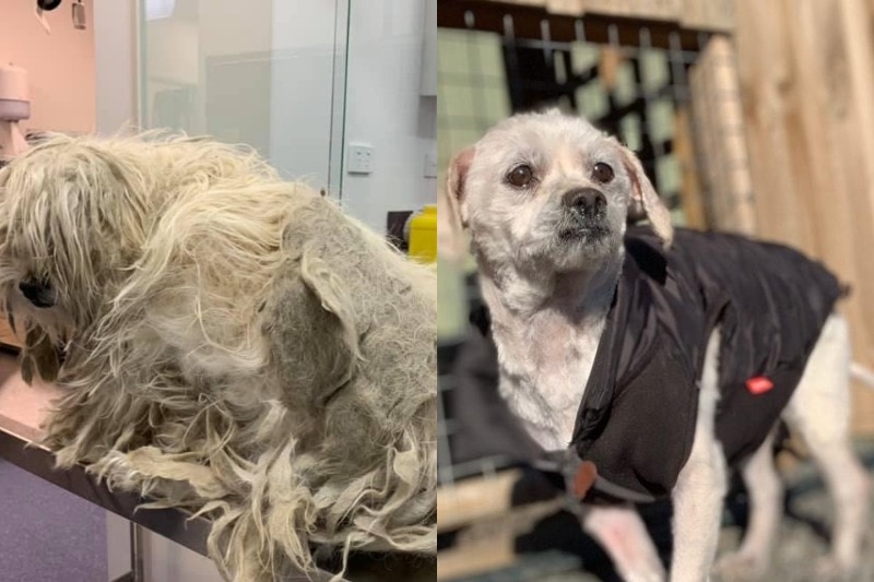 Tylo the dog when he surrendered with matted fur and after his makeover, July 2019