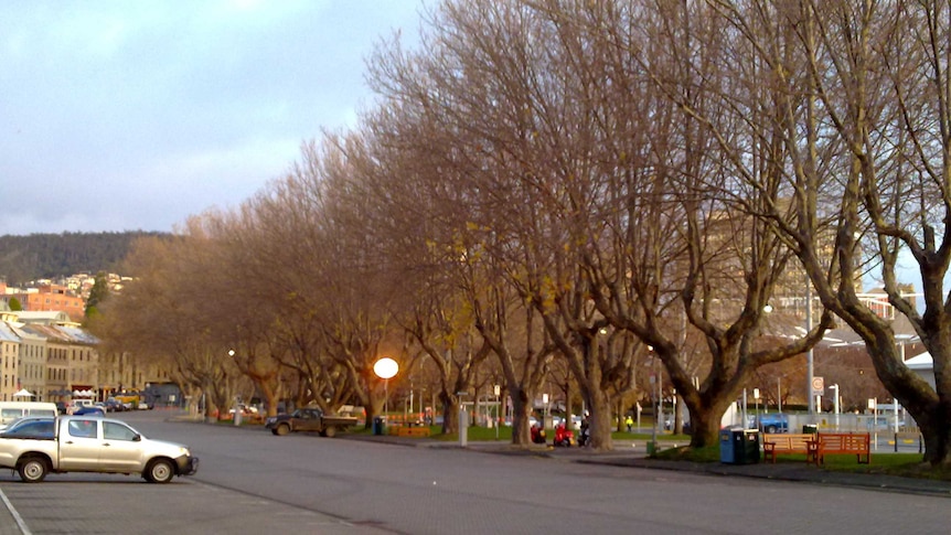 Salamanca trees with fairy lights and no leaves