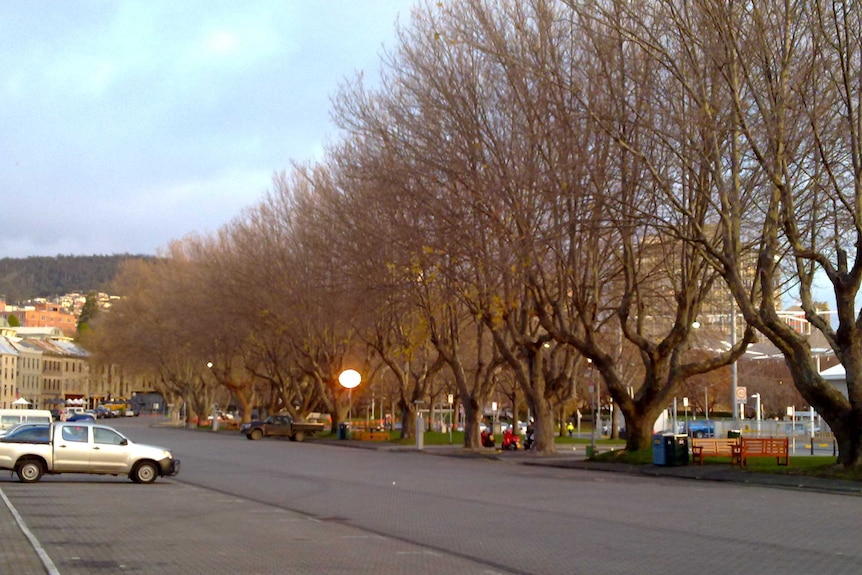 Salamanca trees with fairy lights and no leaves