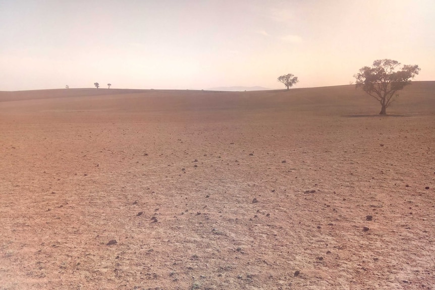 A dry, brown landscape dotted with brown trees.