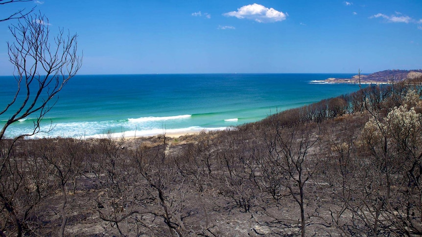 The scorched terrain at Catherine Hill Bay in October 2013, when bushfires tore through the area.