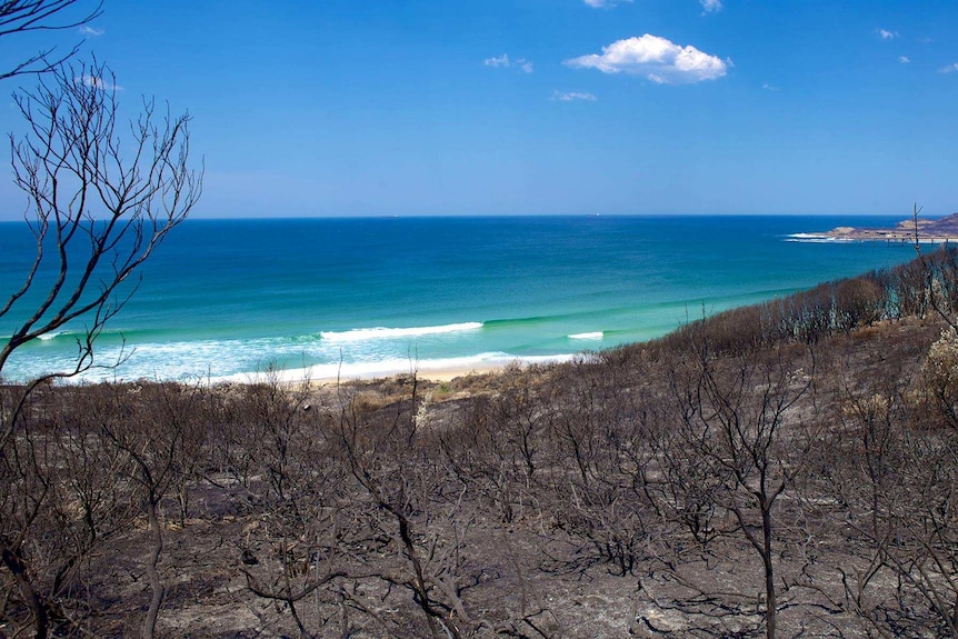 The scorched terrain at Catherine Hill Bay in October 2013, when bushfires tore through the area.
