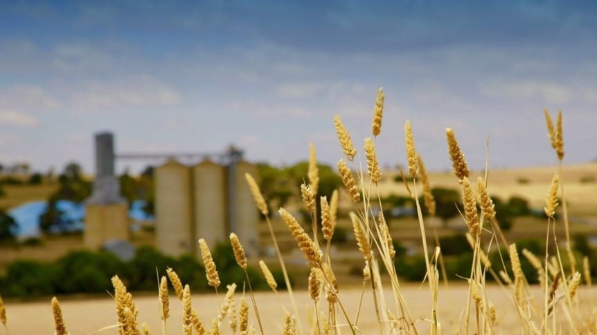A crop of wheat in the foreground, with fields, blue skies and grain bins in the background