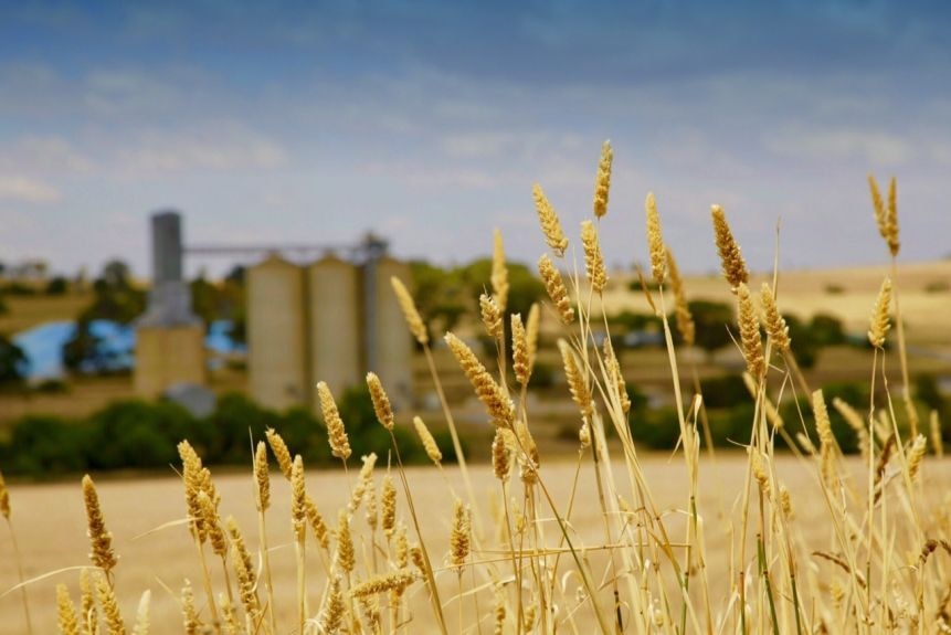 A crop of wheat in the foreground, with fields, blue skies and grain bins in the background