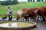 Jason Smith stands next to cows in the mud
