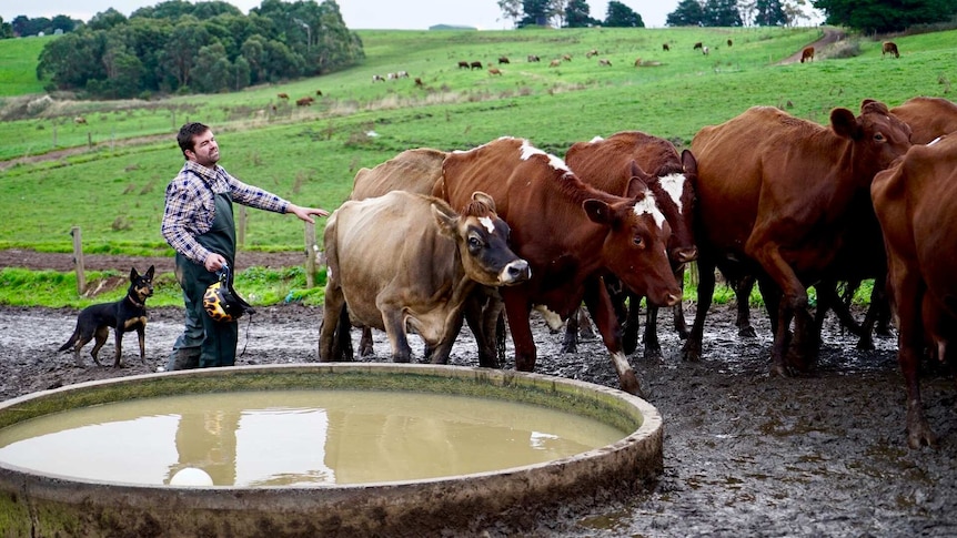 Jason Smith stands next to cows in the mud