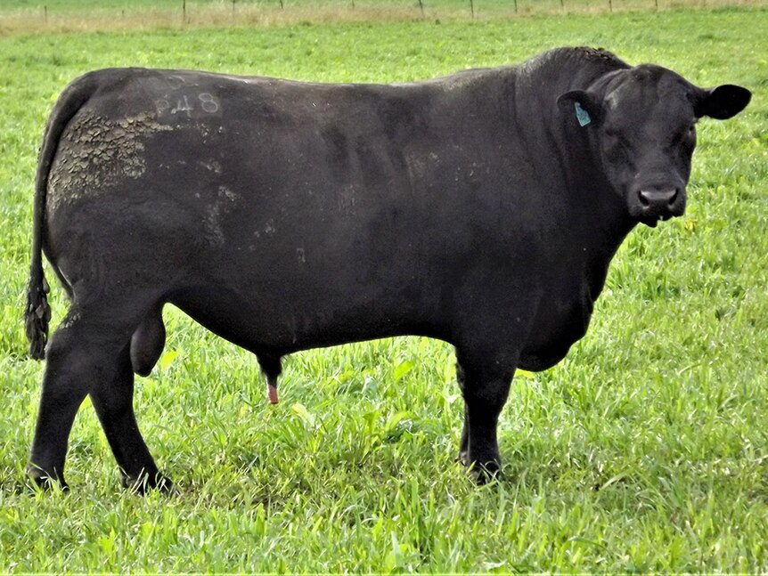 The black Angus bull which topped the Casino All Breeds Salel.