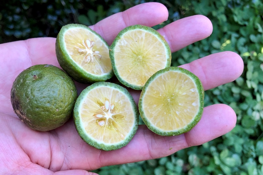 Four cut lime halves and a whole lime displayed on a hand.
