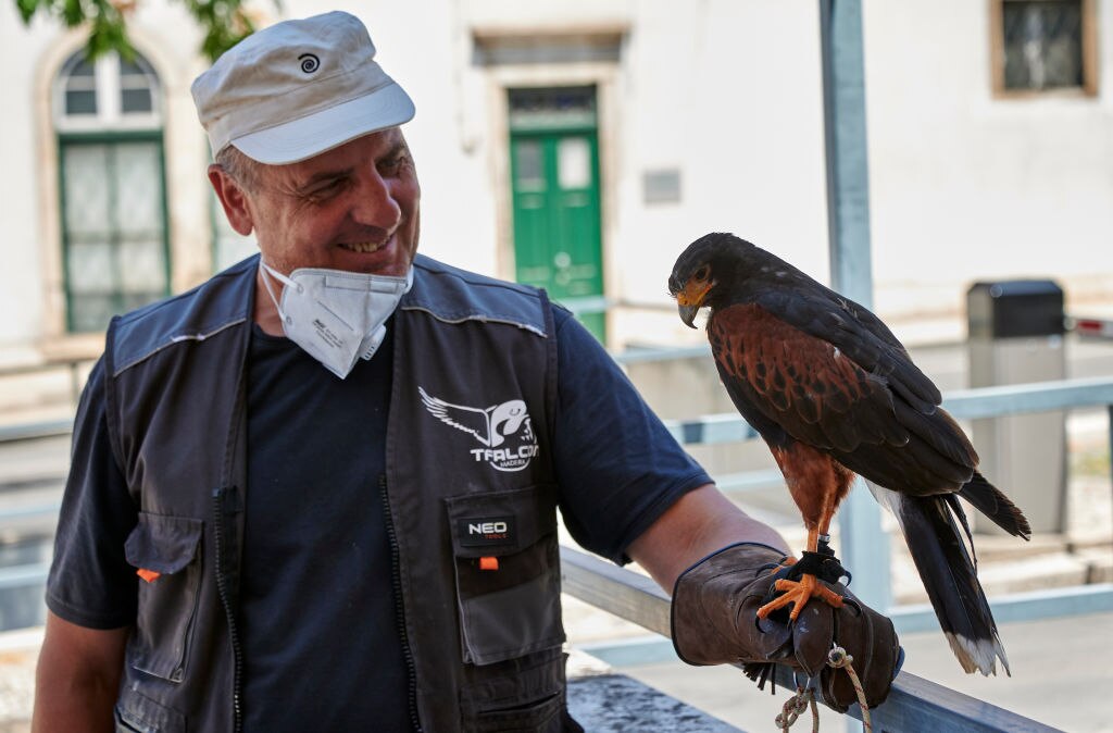  A bird handler with his harris hawk in Portugal.