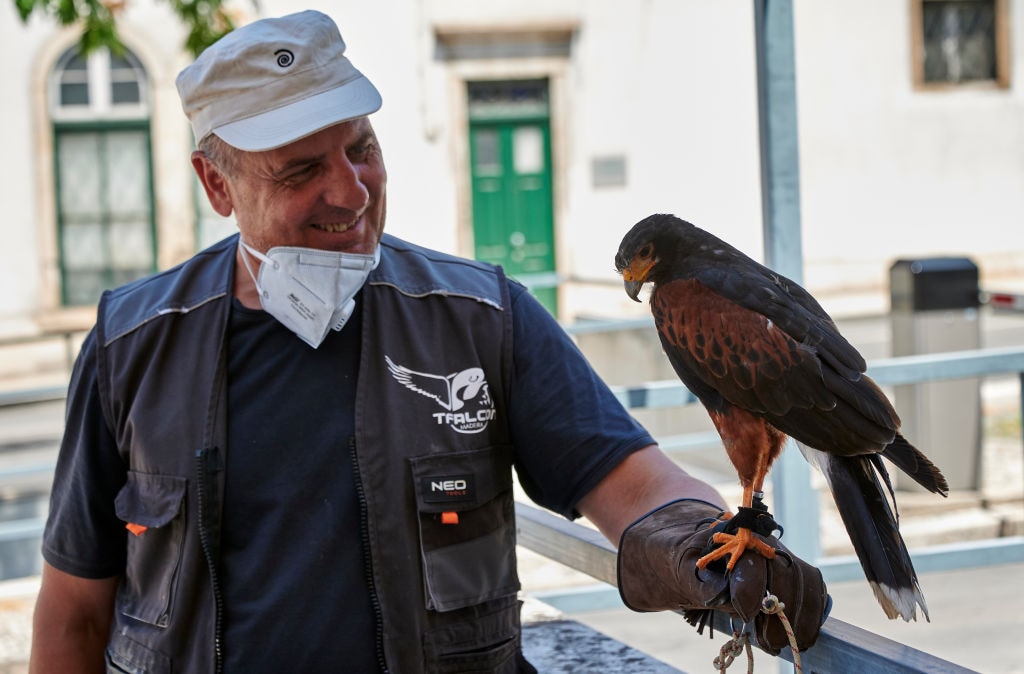 Hawks keep tourist sites free of pigeons