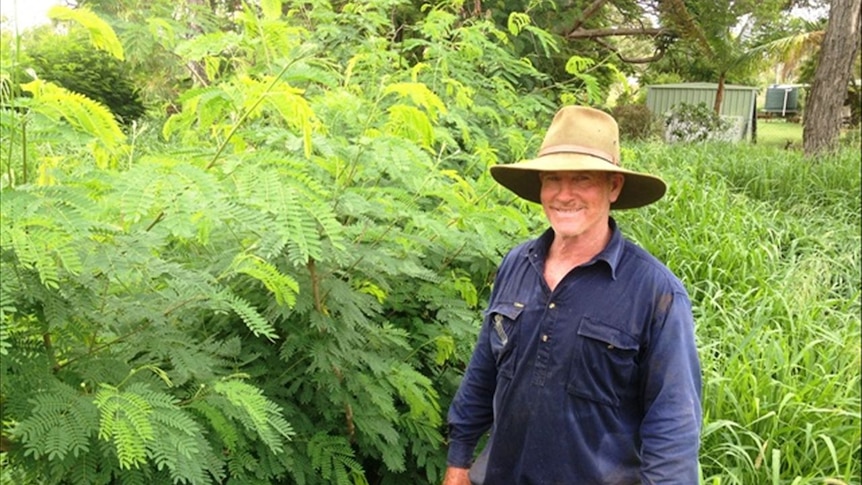 Leucaena is being used as a useful fodder crop on Whitewater Station