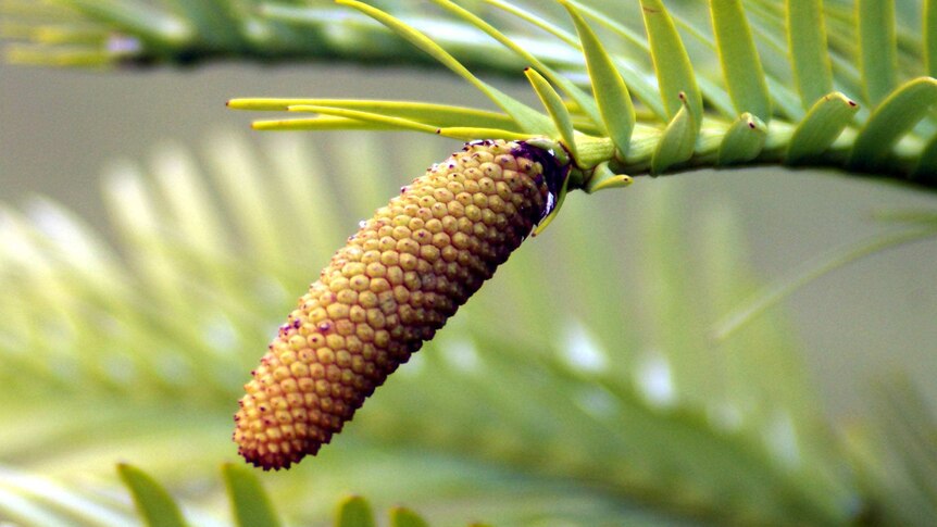 Wollemi Pine pollen cone