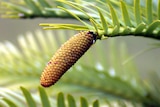Wollemi Pine pollen cone