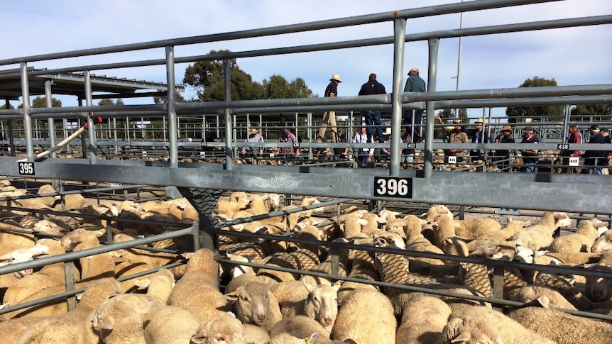 Dry weather prompts sheep sales to soar