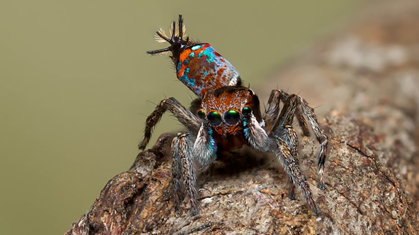 Close-up of the tiny maratus linunzin spider