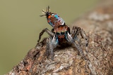Close-up of the tiny maratus linunzin spider