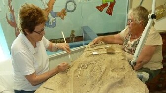 Wilson the ichthyosaur being worked on in the museum after being discovered in a quarry