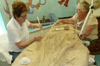 Wilson the ichthyosaur being worked on in the museum after being discovered in a quarry