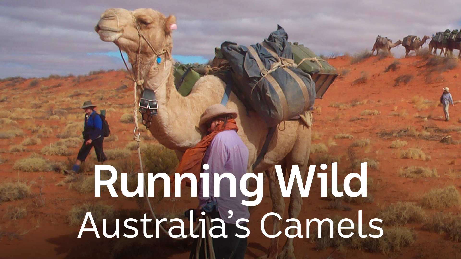 Running Wild: Camels - ABC Content Sales