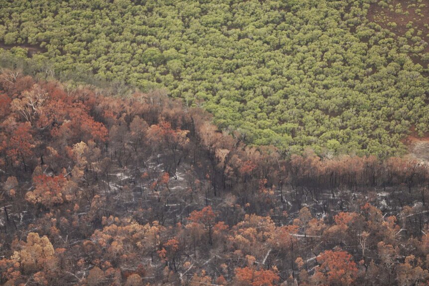 Definitive line between green and burnt trees where fire front stopped.