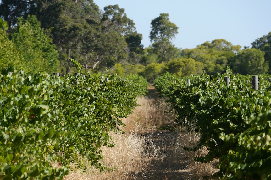A trail in a vineyard beneath a clear sky.