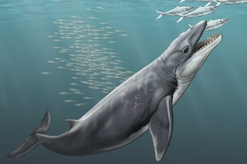 An artist's illustration of the early toothed baleen whale, called Janjucetus