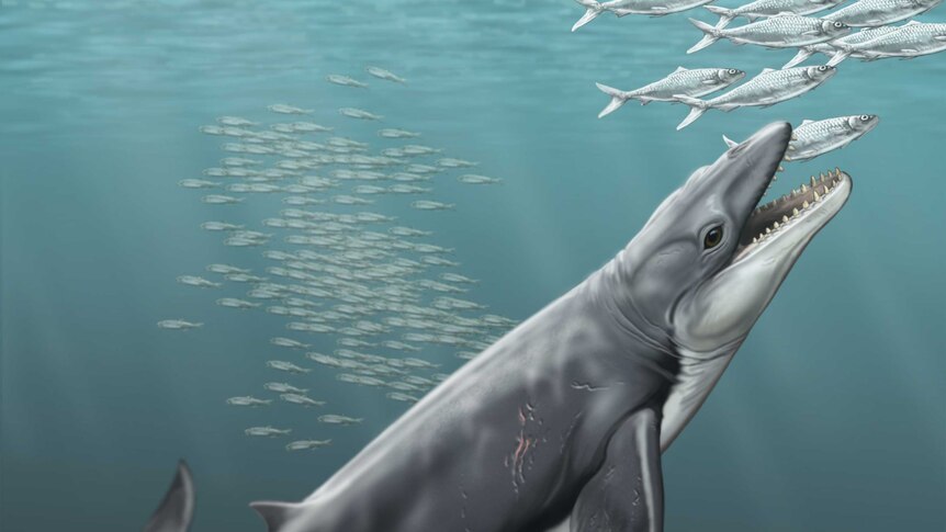 An artist's illustration of the early toothed baleen whale, called Janjucetus