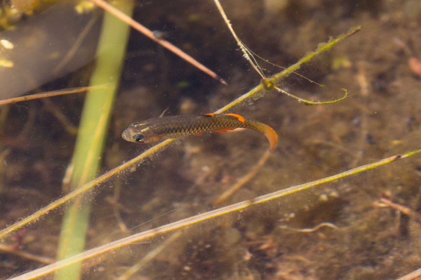 A small fish swims amongst reeds in clear spring water.