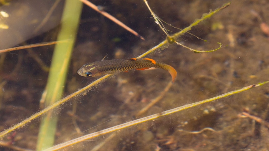 A small fish swims amongst reeds in clear spring water.