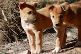Two puppies stand in front of dry bush. They are tan coloured, with white tips, and look a lot like dingoes.