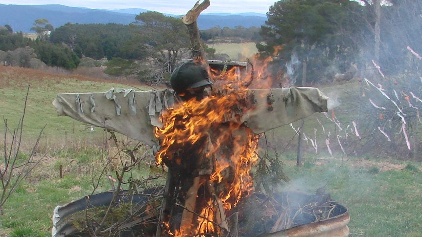 The "wicker man" is burnt as part of the "fun" Wassail ceremony