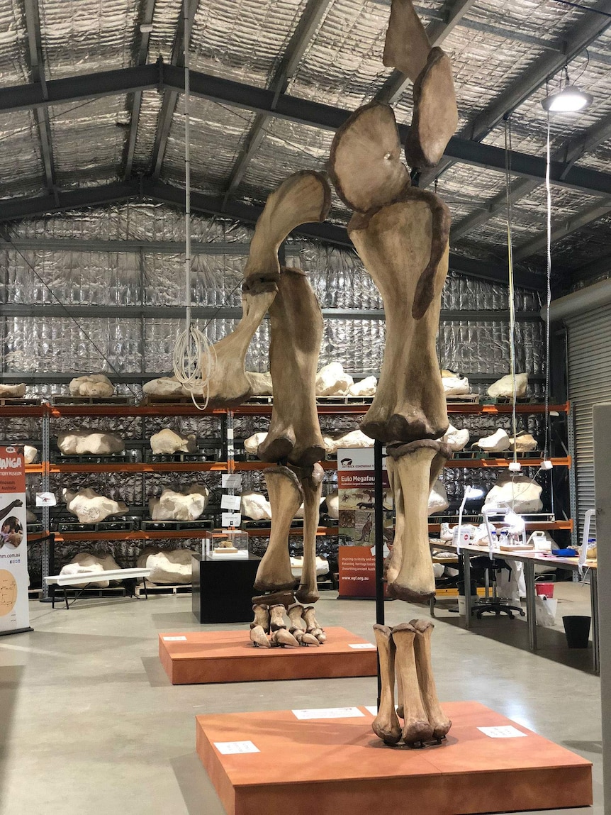 Bones stacked high to form the skeleton of a dinosaur in a large warehouse with more bones stored on shelves in the background.