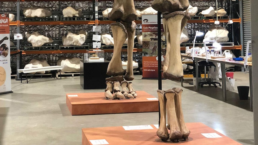 Bones stacked high to form the skeleton of a dinosaur in a large warehouse with more bones stored on shelves in the background.