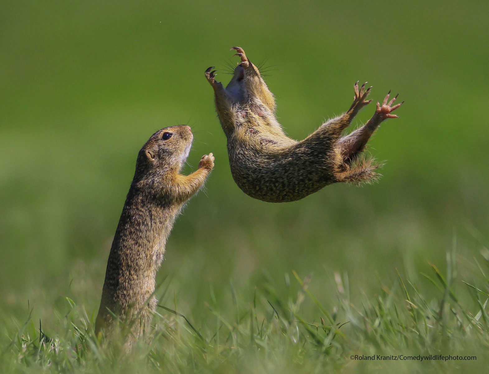 Bird's bad day and dancing gophers make the funniest animal photos