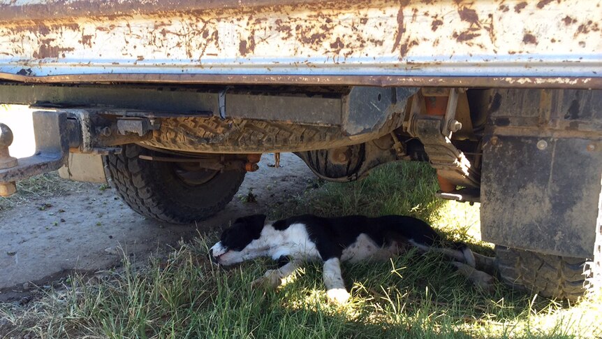 A black and white puppy lies in the grass under a truck.