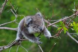 A young koala searching for leaves