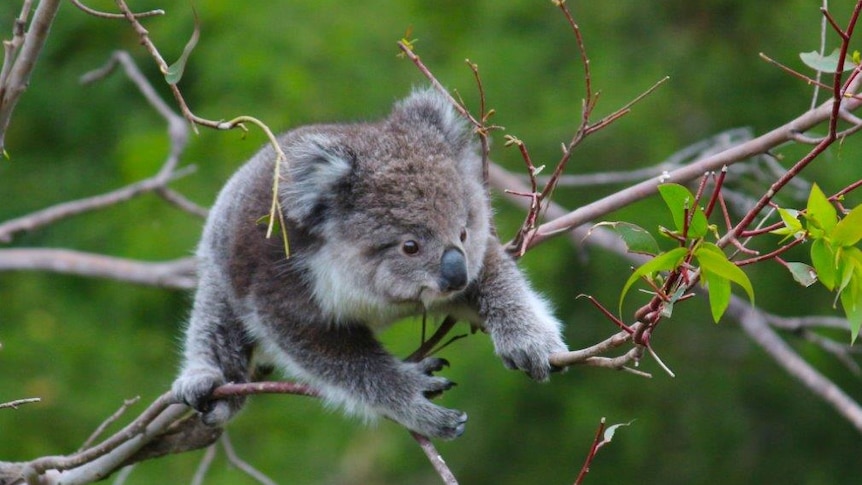 a baby koala on a bare branch crawling towards a few leaves